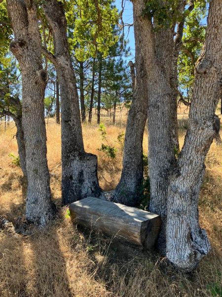 bench from salvaged timber