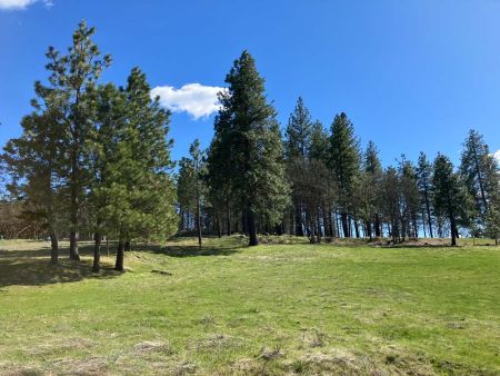 towering pines and fir at Great River
