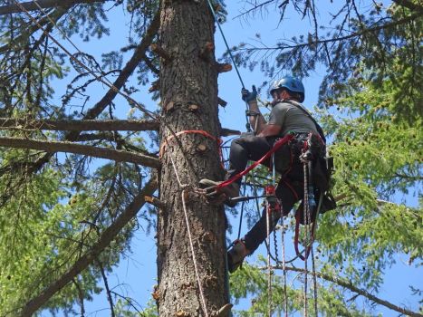 professional arborist installing tree swing high in the tree tops