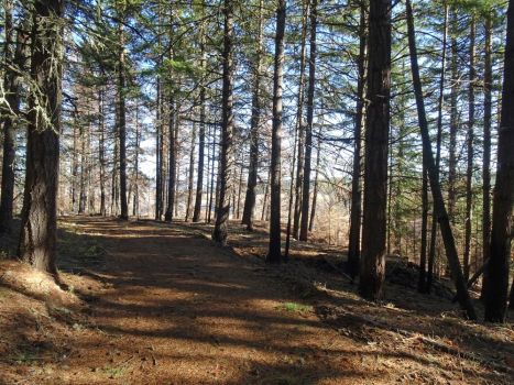 wooded trail