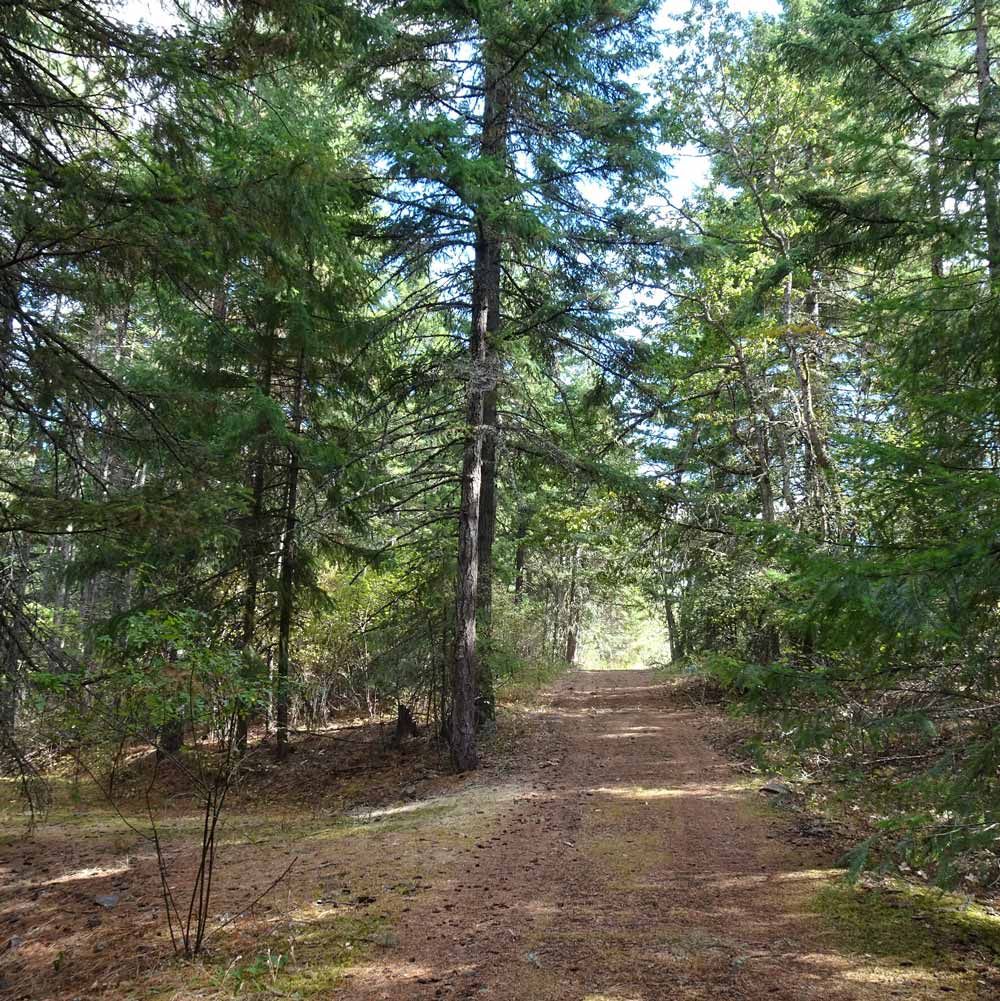 path through the Great River woods