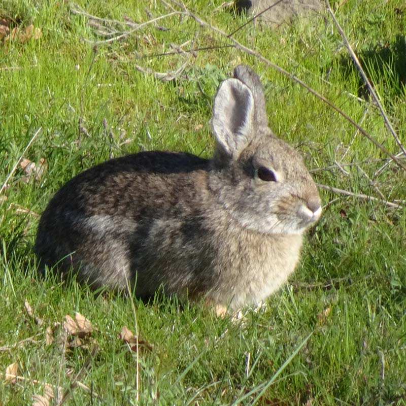 wild rabbit in green grass