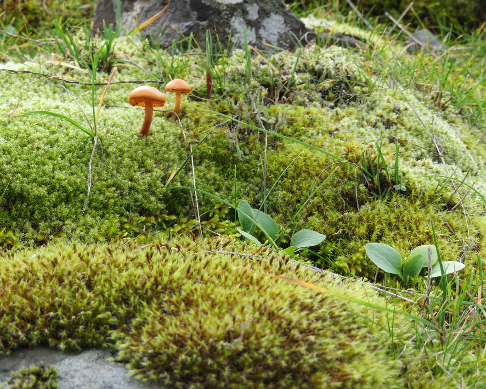 wild mushrooms, moss and other plants closeup