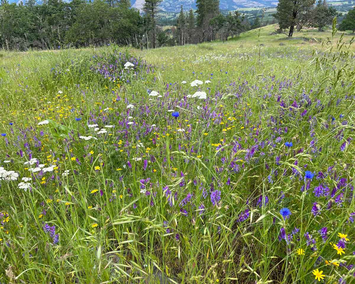 wildflower-filled meadow