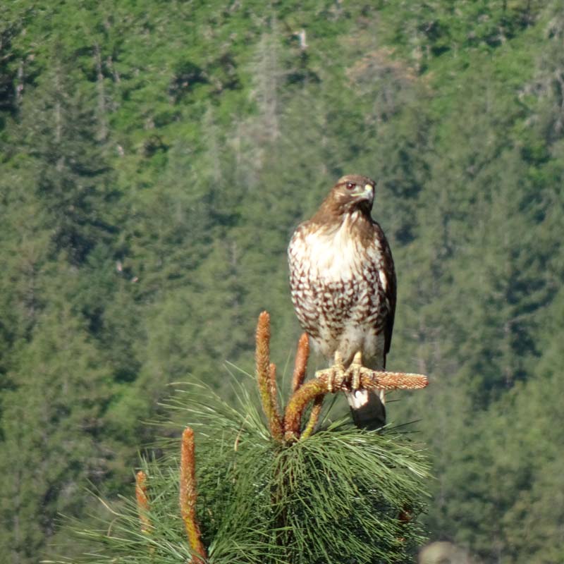 hawk sitting on top of a pine tree