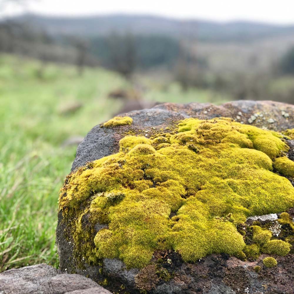mossy boulder closeup