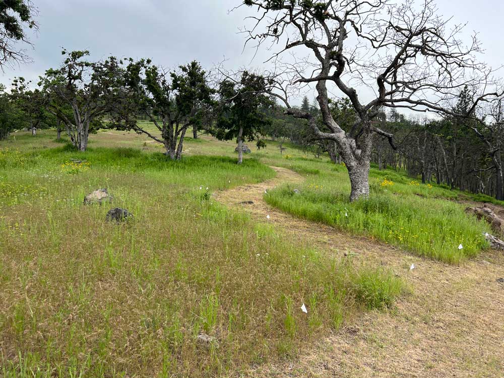 Pasarela area at Great River