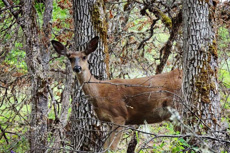 doe deer in the woods