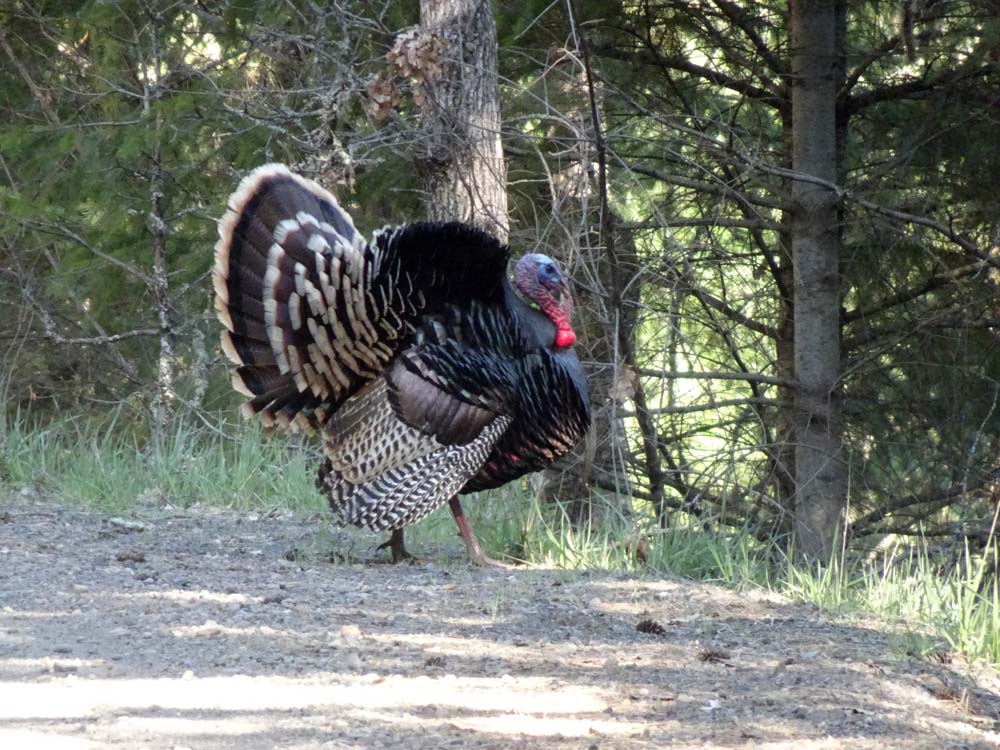tom turkey with tail feathers fanned