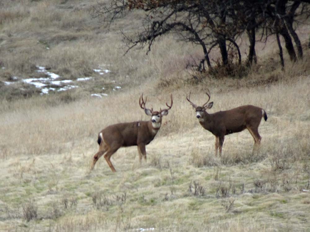 two white-tailed deer bucks on a hill