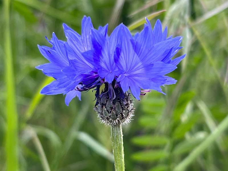 vibrant blue bachelor's button