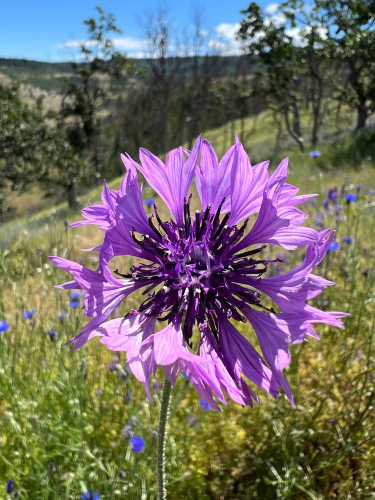 light purple bachelor's button closeup