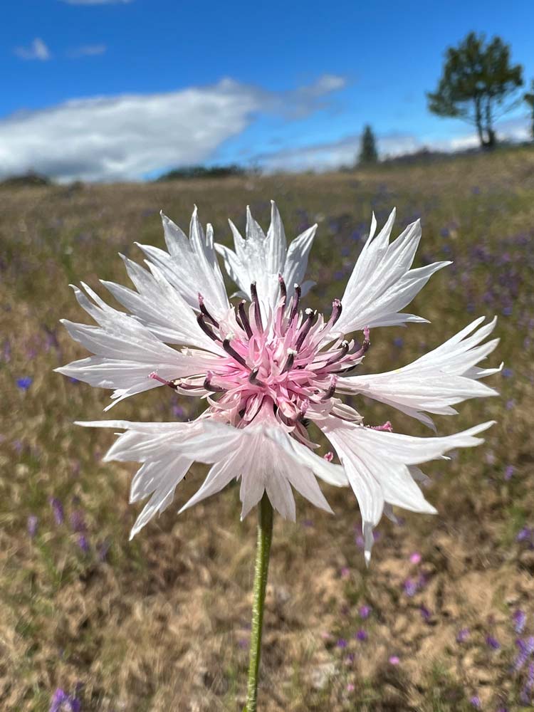 white and pink bachelor's button closeup