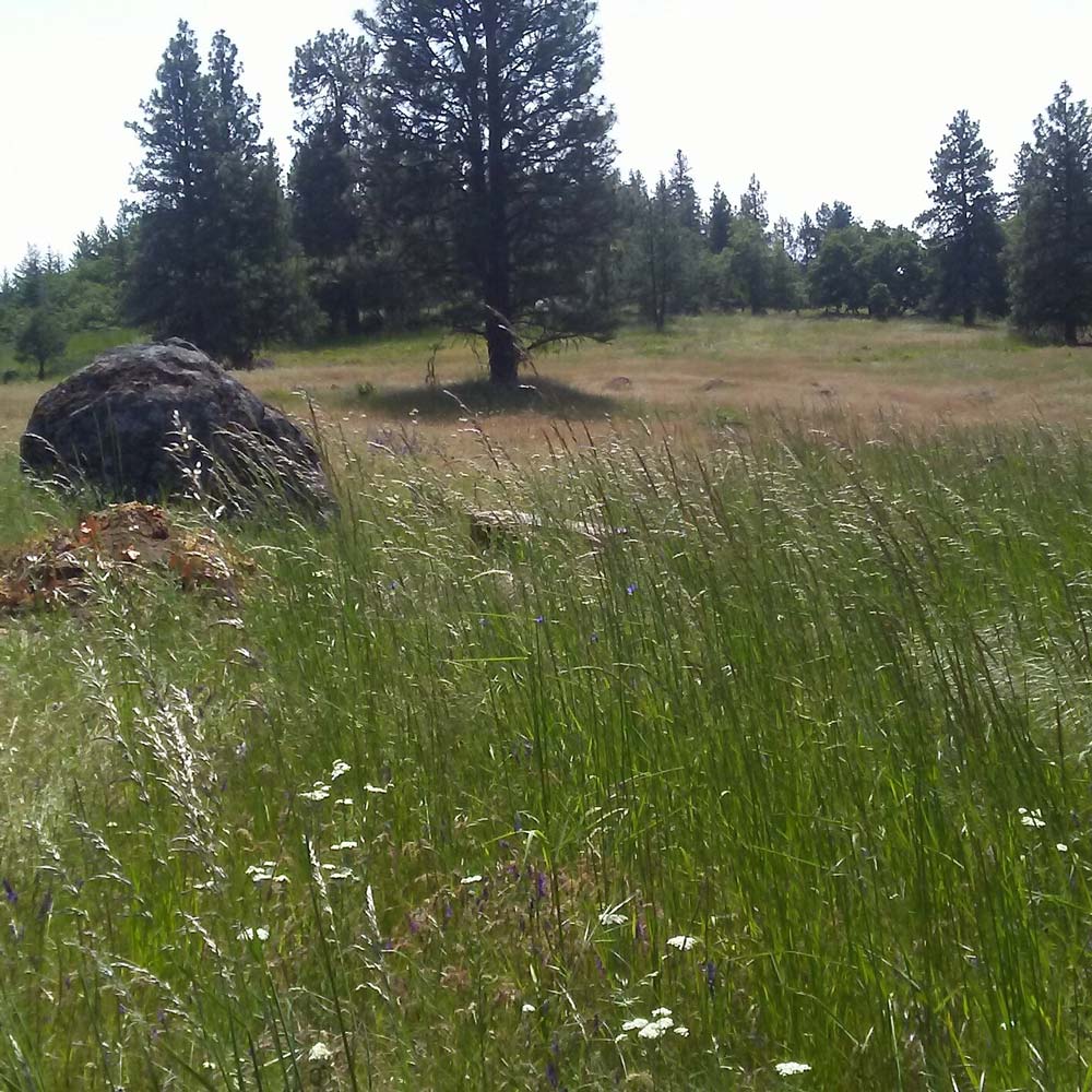 grassy hillside location in Great River Natural Burial cemetery