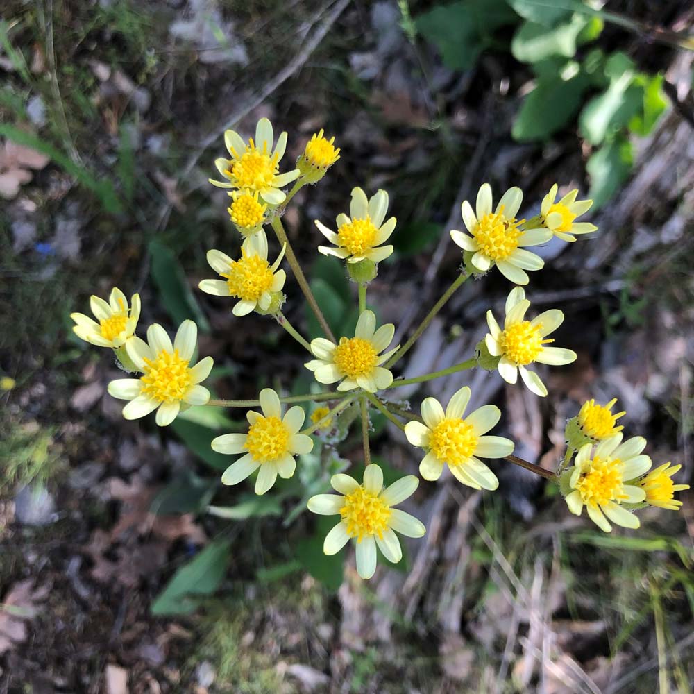 yellow wildflowers closeup