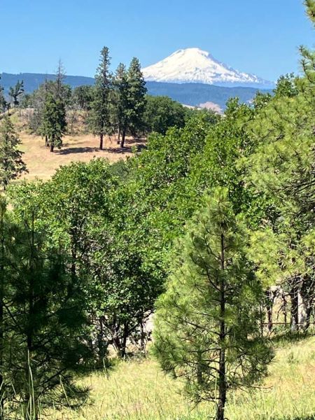 Mount Adams view from cremains scattering meadow