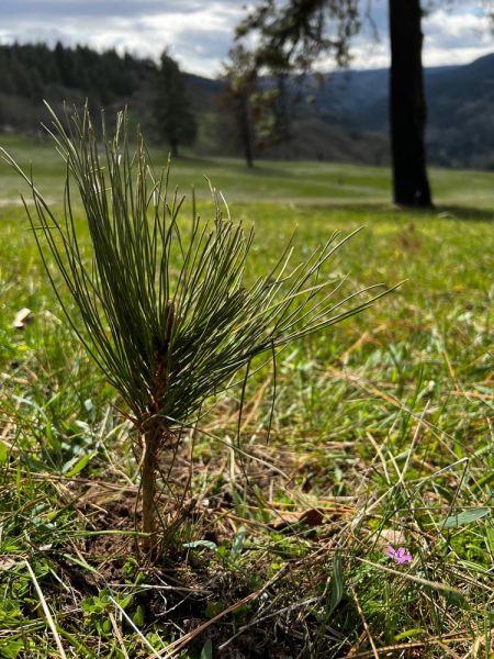 pine tree seedling