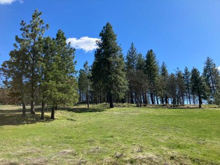 towering pines and fir at Great River