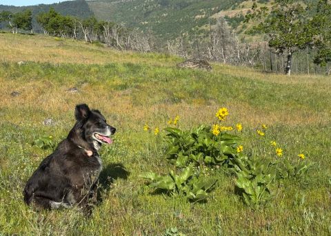 black dog Dash sits next to flowers in the pet cemetery meadow