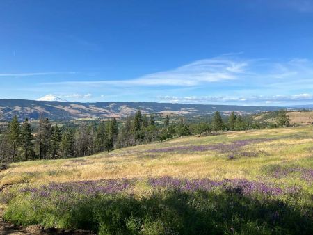 youth gently lays green pine boughs on natural burial grave